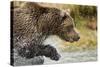 Brown Bear, Katmai National Park, Alaska-null-Stretched Canvas