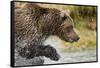 Brown Bear, Katmai National Park, Alaska-null-Framed Stretched Canvas