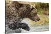 Brown Bear, Katmai National Park, Alaska-null-Stretched Canvas