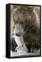 Brown Bear, Katmai National Park, Alaska-null-Framed Stretched Canvas