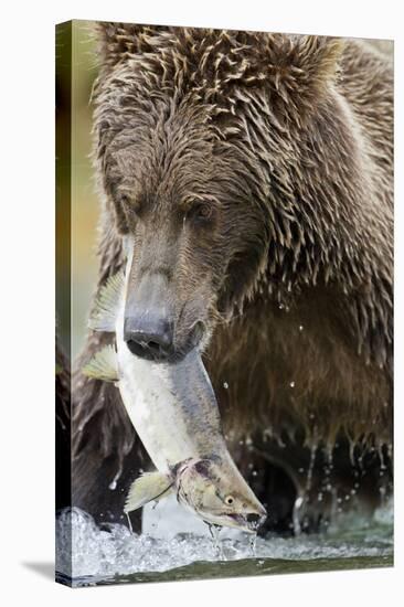 Brown Bear, Katmai National Park, Alaska-null-Stretched Canvas