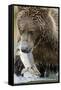 Brown Bear, Katmai National Park, Alaska-null-Framed Stretched Canvas