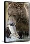 Brown Bear, Katmai National Park, Alaska-null-Framed Stretched Canvas