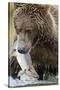 Brown Bear, Katmai National Park, Alaska-null-Stretched Canvas