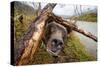 Brown Bear, Katmai National Park, Alaska-null-Stretched Canvas