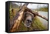 Brown Bear, Katmai National Park, Alaska-null-Framed Stretched Canvas