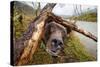 Brown Bear, Katmai National Park, Alaska-null-Stretched Canvas