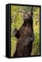 Brown Bear, Katmai National Park, Alaska-null-Framed Stretched Canvas