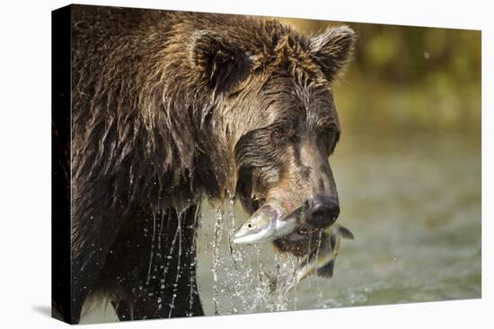 Brown Bear, Katmai National Park, Alaska-null-Stretched Canvas