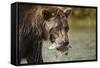 Brown Bear, Katmai National Park, Alaska-null-Framed Stretched Canvas