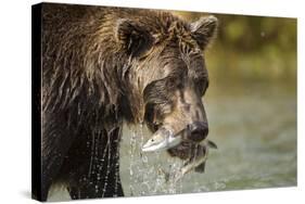 Brown Bear, Katmai National Park, Alaska-null-Stretched Canvas