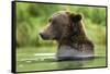 Brown Bear, Katmai National Park, Alaska-Paul Souders-Framed Stretched Canvas