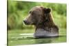 Brown Bear, Katmai National Park, Alaska-Paul Souders-Stretched Canvas