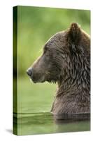 Brown Bear, Katmai National Park, Alaska-Paul Souders-Stretched Canvas