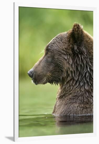 Brown Bear, Katmai National Park, Alaska-Paul Souders-Framed Premium Photographic Print