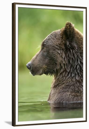 Brown Bear, Katmai National Park, Alaska-Paul Souders-Framed Premium Photographic Print