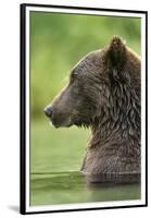 Brown Bear, Katmai National Park, Alaska-Paul Souders-Framed Premium Photographic Print