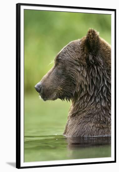 Brown Bear, Katmai National Park, Alaska-Paul Souders-Framed Premium Photographic Print