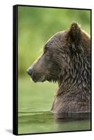 Brown Bear, Katmai National Park, Alaska-Paul Souders-Framed Stretched Canvas