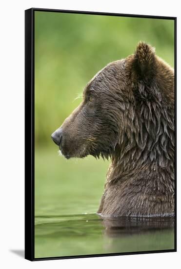 Brown Bear, Katmai National Park, Alaska-Paul Souders-Framed Stretched Canvas