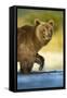 Brown Bear, Katmai National Park, Alaska-Paul Souders-Framed Stretched Canvas