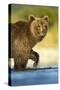 Brown Bear, Katmai National Park, Alaska-Paul Souders-Stretched Canvas