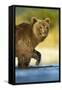 Brown Bear, Katmai National Park, Alaska-Paul Souders-Framed Stretched Canvas