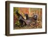 Brown Bear, Katmai National Park, Alaska-null-Framed Premium Photographic Print