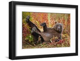 Brown Bear, Katmai National Park, Alaska-null-Framed Premium Photographic Print