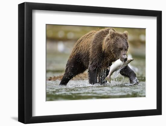 Brown Bear, Katmai National Park, Alaska-Paul Souders-Framed Premium Photographic Print