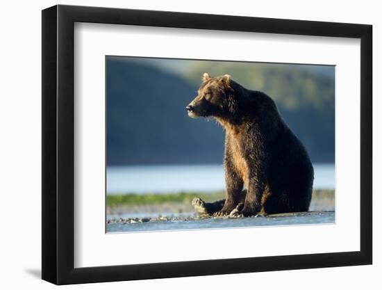 Brown Bear, Katmai National Park, Alaska-Paul Souders-Framed Premium Photographic Print