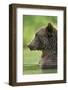 Brown Bear, Katmai National Park, Alaska-Paul Souders-Framed Premium Photographic Print