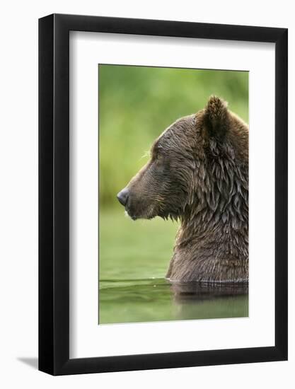 Brown Bear, Katmai National Park, Alaska-Paul Souders-Framed Premium Photographic Print