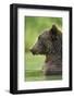 Brown Bear, Katmai National Park, Alaska-Paul Souders-Framed Premium Photographic Print