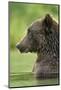 Brown Bear, Katmai National Park, Alaska-Paul Souders-Mounted Premium Photographic Print