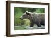 Brown Bear, Katmai National Park, Alaska-Paul Souders-Framed Photographic Print