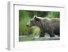 Brown Bear, Katmai National Park, Alaska-Paul Souders-Framed Photographic Print