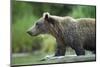 Brown Bear, Katmai National Park, Alaska-Paul Souders-Mounted Photographic Print