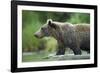 Brown Bear, Katmai National Park, Alaska-Paul Souders-Framed Photographic Print