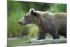 Brown Bear, Katmai National Park, Alaska-Paul Souders-Mounted Photographic Print