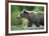 Brown Bear, Katmai National Park, Alaska-Paul Souders-Framed Photographic Print