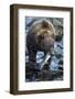 Brown Bear, Katmai National Park, Alaska-Paul Souders-Framed Photographic Print