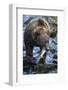 Brown Bear, Katmai National Park, Alaska-Paul Souders-Framed Photographic Print