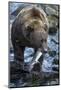 Brown Bear, Katmai National Park, Alaska-Paul Souders-Mounted Photographic Print