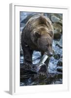 Brown Bear, Katmai National Park, Alaska-Paul Souders-Framed Photographic Print