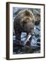 Brown Bear, Katmai National Park, Alaska-Paul Souders-Framed Photographic Print