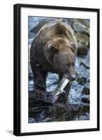 Brown Bear, Katmai National Park, Alaska-Paul Souders-Framed Photographic Print