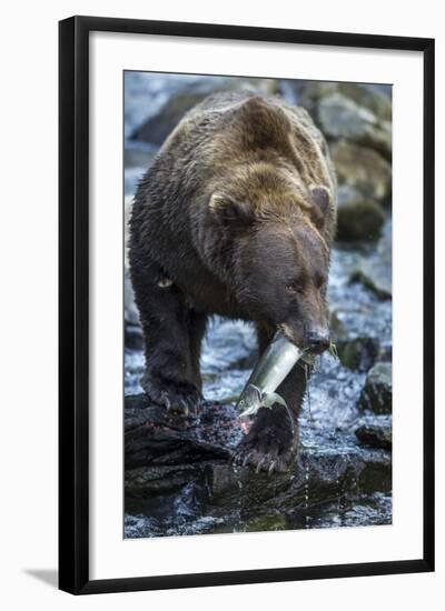 Brown Bear, Katmai National Park, Alaska-Paul Souders-Framed Photographic Print