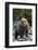 Brown Bear, Katmai National Park, Alaska-Paul Souders-Framed Photographic Print