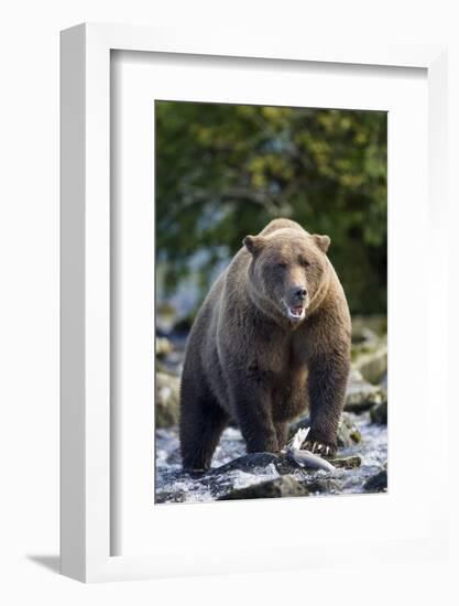 Brown Bear, Katmai National Park, Alaska-Paul Souders-Framed Photographic Print